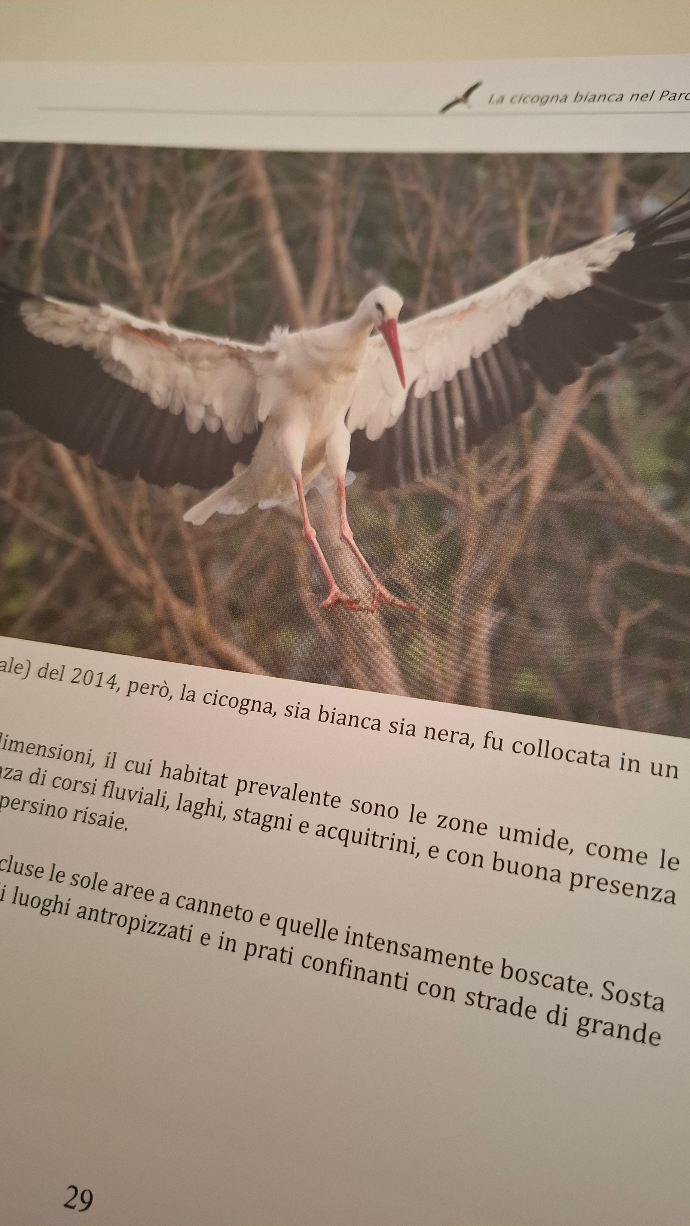 La cicogna bianca nel Parco Regionale Adda Sud
