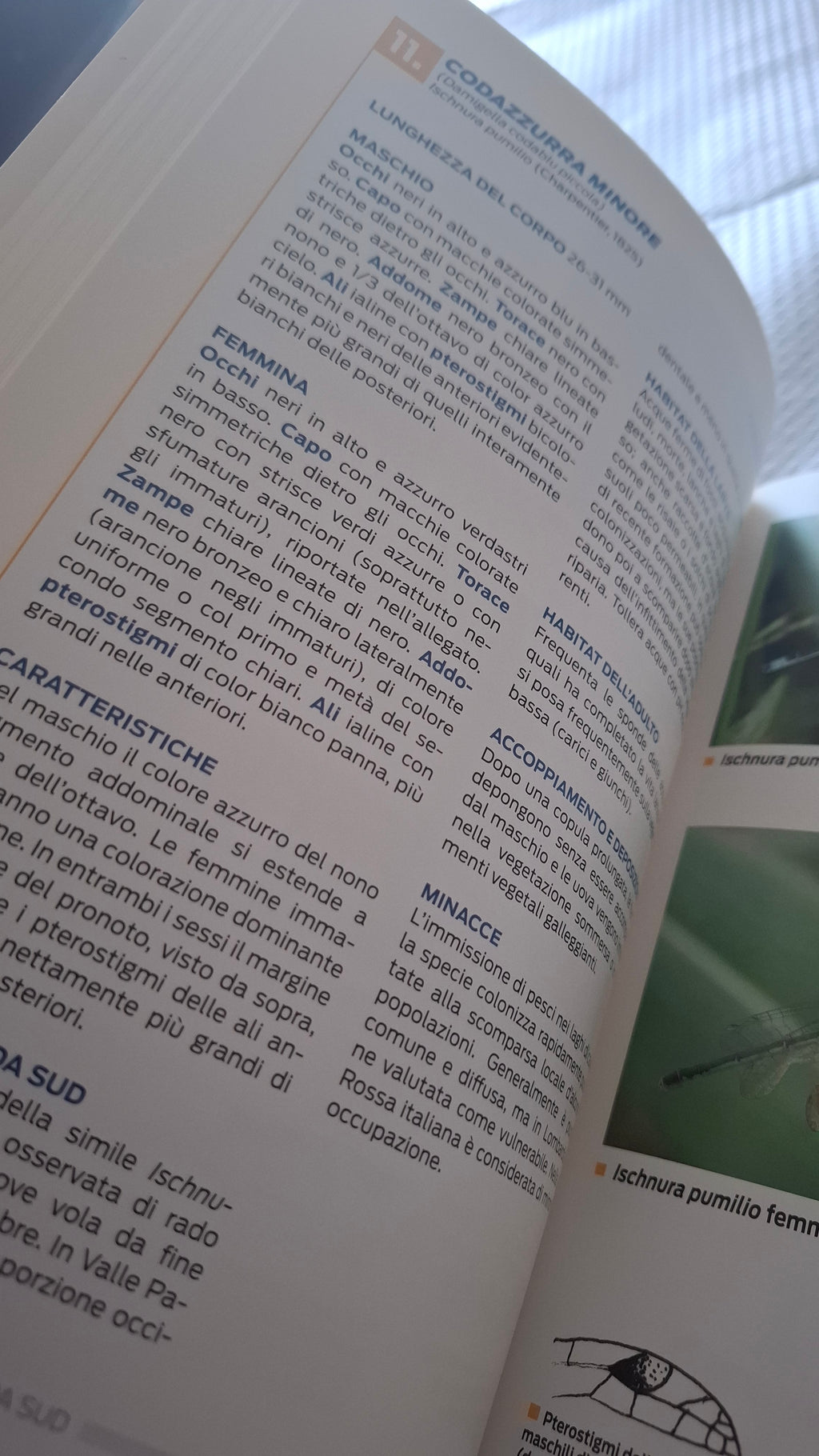 Le libellule del parco Adda sud